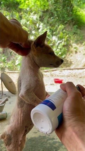 Treating Mange in My Dog – Spraying Medicine for Fast Recovery