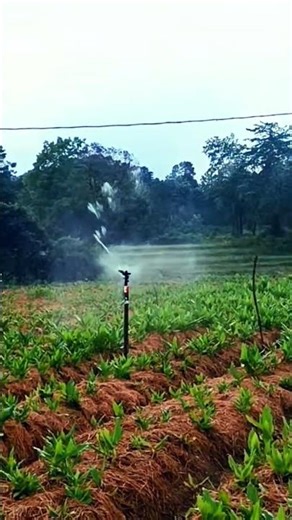 sprinklers Irrigation for Turmeric Cultivation