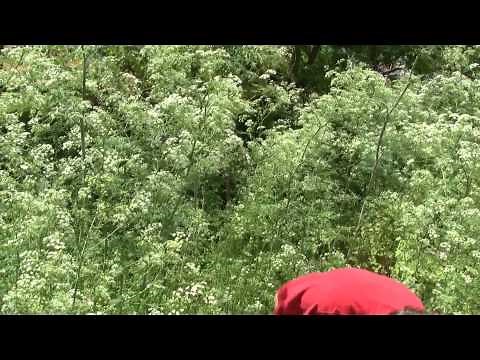 Poison Hemlock, identification of the Wisconsin Invasive Species Conium maculatum