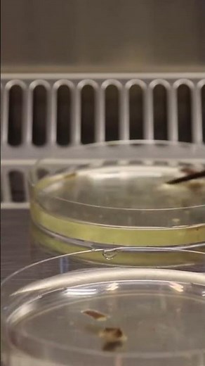 #Fusarium TR4 isolation from infected banana pseudostem Part 2 #fusarium #panamadisease