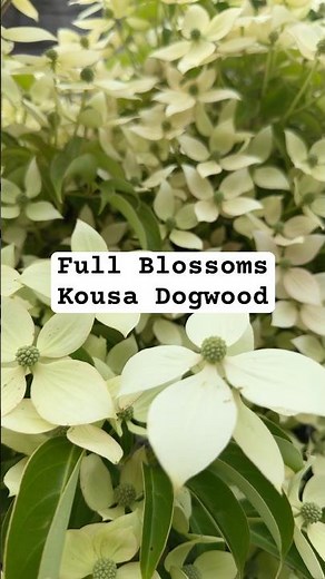 Full blossoms of kousa dogwood