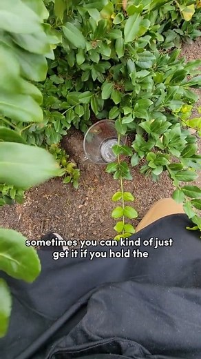 62K views · 1.3K reactions | Authentic Canadian Poutine Gravy  | Chef Thomson | Facebook