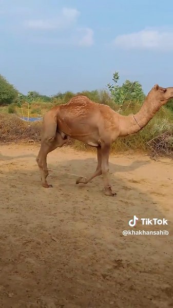 Camel Running in Thar Desert: A Unique Experience