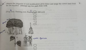 Observe the diagrams of root modifications given below and assi... | Filo