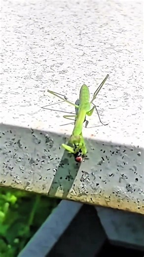 Asian green mantis hunts flies #mantis #insects #nature