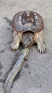 1.2M views · 5.7K reactions | How Predatory Fish Capture Their Prey. | Synopsis of Life | Facebook