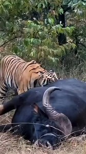 Amazing Jumping Victory Dance Tiger 🐅🔥🐾 Two tiger brothers leap and roar in celebration after slamming a massive buffalo to the ground — power, teamwork, and raw wild happiness before the feast begins 💥 🐃 Ranthambhore National Park #wildanimals #tigers | Rajesh Saini