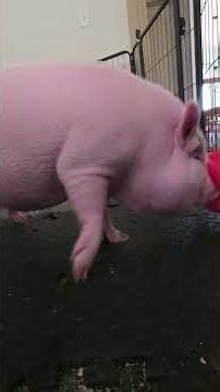 I'd much rather spend my time talking to Miss P. than talking about ways to cook her. 🐷❤️