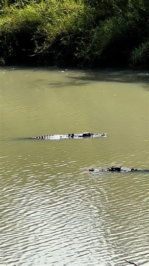Damian 'Wildman' Duffy | It’s always interesting watching the social interactions between Saltwater Crocodiles. From courtship and lovemaking to dominance and... | Instagram