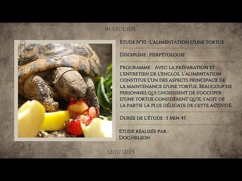 L'ALIMENTATION D'UNE TORTUE - Bien nourrir une tortue.