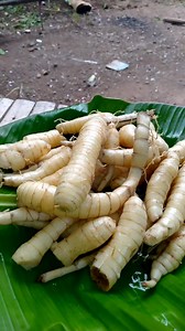 27 reactions · 31 comments | Arrowroot is a plant. People use starch taken from the root and rhizome (underground stem) to make medicine. Arrowroot is often replaced like starches, including potato, corn, wheat, or rice starch. #arrowroot | Aiza Salazar | Facebook