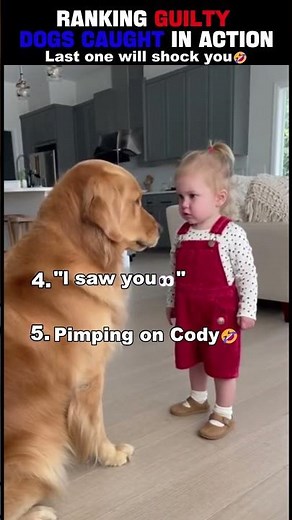 Top 5 Guilty Dogs Caught In Action
