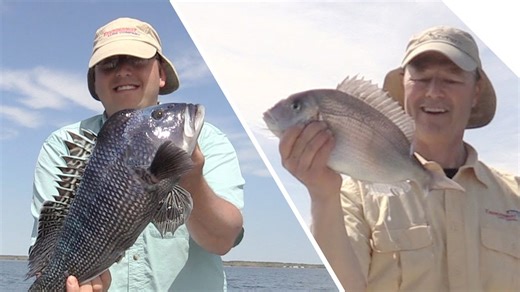 Drop shot and jigging combo for sea bass and scup