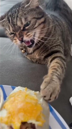 Cats dogs own the window 🪟 #cat #viral #fyp #funny #dogvideos