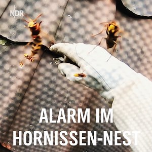 Wie entschärft man ein riesiges Hornissen-Nest? Mit viel Ruhe - und ganz zum Schluss - dem Fahrrad. 🐝 🚴 "Die Nordreportage", Montag, 18.15 Uhr im NDR Fernsehen 📺 | NDR Fernsehen