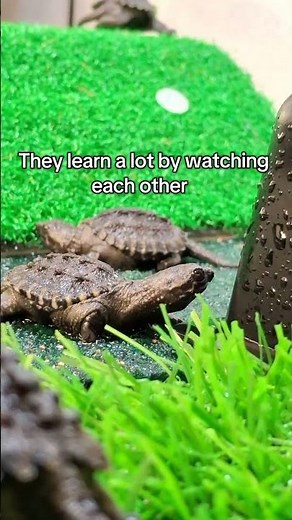 19 Baby Snapping Turtles Born at Northern Colorado Wildlife Center