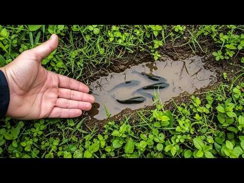Wow a lot Of Three-Finger Fish and Snakehead Fish in Water Hole | Catch Eel, Three-Fish Fish, Turtle