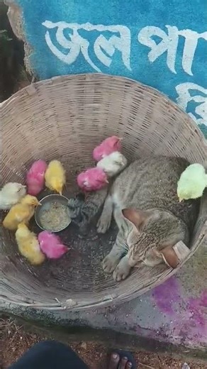 colourful Chicks vs cat