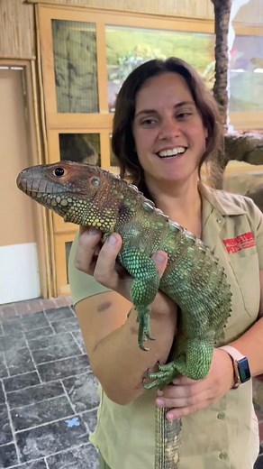 Caiman lizards🦎 are epic and their teeth look a lot like yours back 🦷 big molars. They are. used to crush shell fish and big apple snails. They live in #peru and live in the Amazon basin river chain. #interesting #reptiles #lizards #animalsoftiktok #Amazon