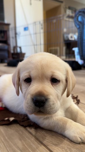 Adorable Labrador Puppy Booping Around! 🐾💛