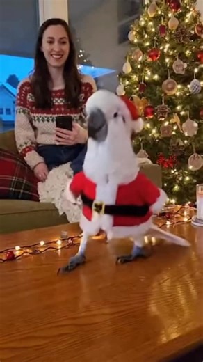 Tourist Channel on Instagram: "Party Bird"