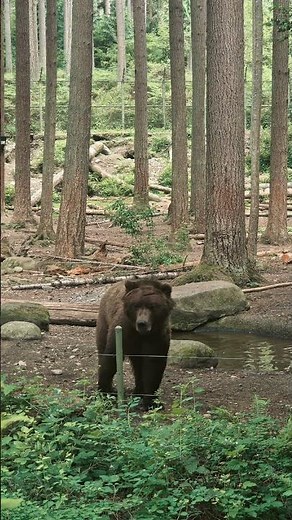 Discover one of Washington's best wildlife adventures at Northwest Trek! 🦬✨