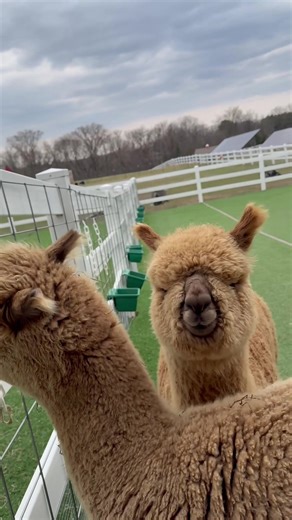 Struggling to share 😂 Who do we think will win this little play time?! Although there is more than one of these toys hanging around, both Lumi and Serendipity wanted the same one. Can you tell who won??? #babyalpacas #animalsplaying #cuteanimals