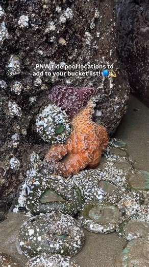 📌 Save these locations for your next PNW tide pooling adventure!!