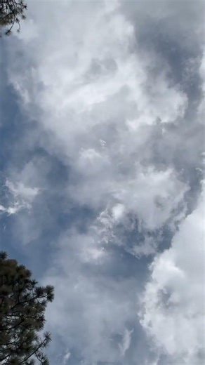 Blowing wind. Pine trees. Clouds (Nature sounds)