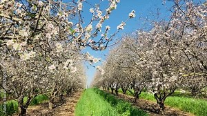 Almond trees in bloom. Large garden with flowering trees. Farming - almond production. fresh pink flowers on the branch of fruit tree