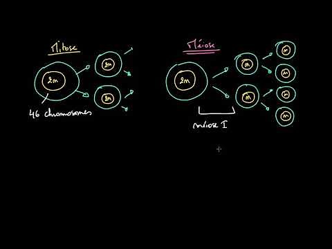 Comparison between mitosis and meiosis