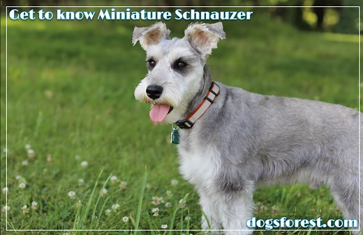 Miniature Schnauzer Growth Chart (Weight Chart & Size Chart)