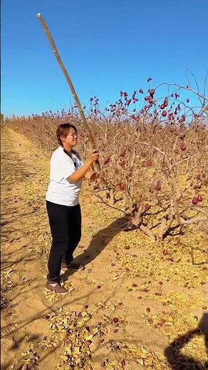 She is too busy picking ripe fruit from the tree | Amazing fresh jujube fruits harvest #fruit
