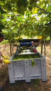 20K views · 83 reactions | Meanwhile in Brasil harvest 2025 just started. Here you can se a machine harvest of Muscat grapes trained in pergola system at Cantina Strappazzon in Bento Concalves, south Brasil by Maurinho #thewinearound #wine #winesofbrasil #muscat #cantina | Thewine Around | Facebook