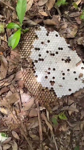 How to Handle Giant Hornets Safely #gianthornets #hornetnestremoval #wildliferescue