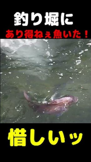 アクアマリンふくしまの釣り堀に有り得ねぇ巨大魚が居たけど… #Shorts