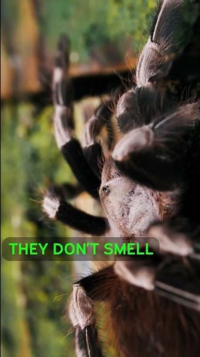 Tarantulas Make The BEST Pets!