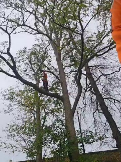 Monet Tree Care Ltd on Reels