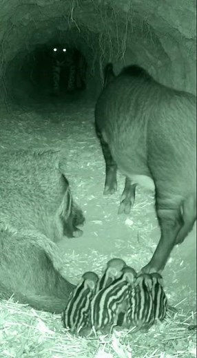 MOM BOAR STANDS GUARD AS PREDATOR EMERGES FROM DARKNESS! (Night Vision Den Cam)
