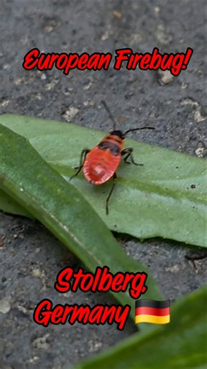 European Firebug! 🔥- Stolberg Germany