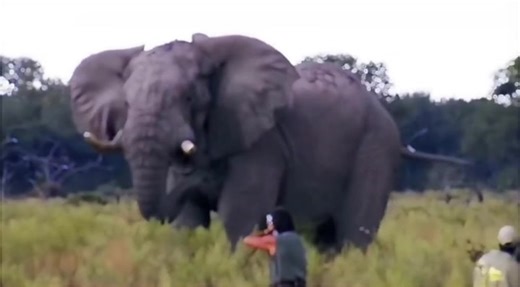 Two Elephants Carrying a Hunting Gun