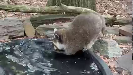 3.9K views · 94 reactions | Raccoons are versatile, dexterous, and...