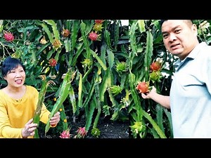 How to grow dragon fruit cutting