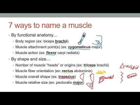 Naming Strategies and Basic Terminology of the Skeletal Muscles