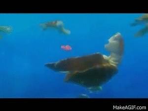 Finding Nemo - Fin, Noggin', Duuude! on Make a GIF