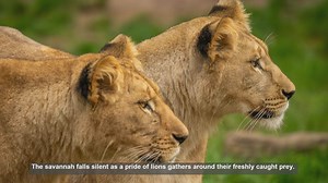 Lion Feeding Hierarchies: 10 Facts About Pride Dining Etiquette