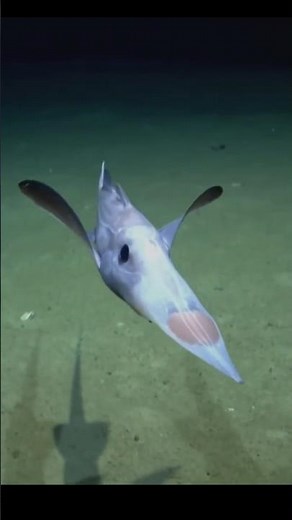 This “Ghost Shark” Is Older Than Dinosaurs 😳👻