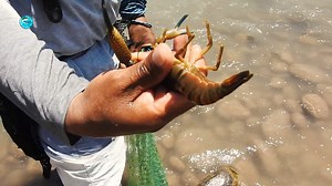 Únete a un #pescador intrépido en una emocionante búsqueda de los #camarones más grandes que el río esconde en sus aguas. Equipado con su #atarraya camaronera, se aventura en las corrientes del río con determinación. Cada vez que lanza su red, la emoción se desborda, ya que logra atrapar hermosos y grandes camarones en cada intento. Sumérgete en la belleza de la naturaleza y la emoción de cada lance en busca de estas deliciosas recompensas. | De PESCA