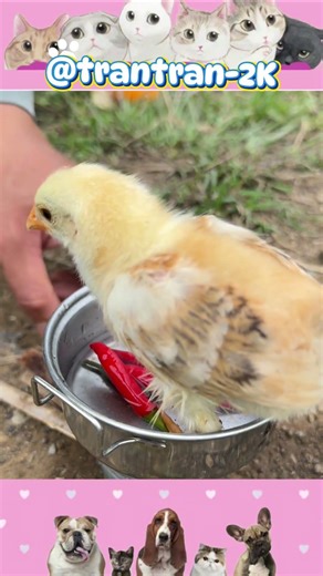 The little chick being trolled is so funny and adorable. #littlechick #trantran2k #funny #cute #s...