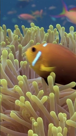 Bright orange clownfish finds refuge in stunning sea anemone in the Maldives